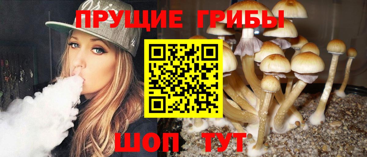 Галлюциногенные грибы Psilocybe Кулебаки